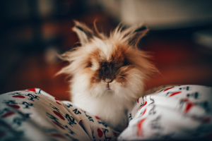 A fluffy rabbit looks at the camera perplexed with knowledge