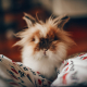 Ein zotteliges Kaninchen guckt verdutzt vor Wissen in die Kamera