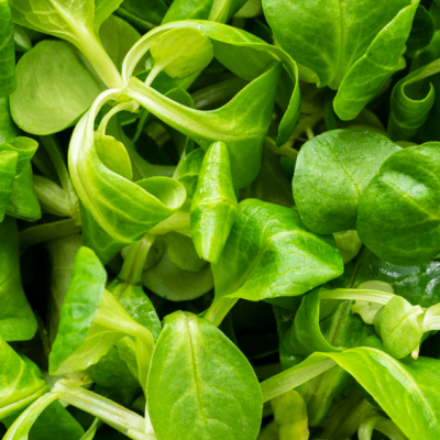 Feldsalat