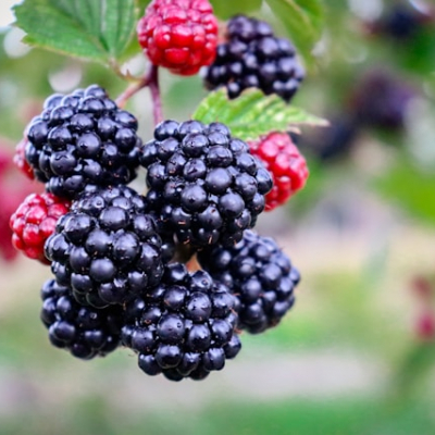 Brombeeren