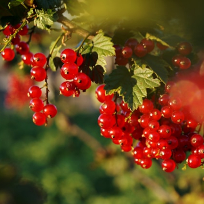 Johannisbeeren